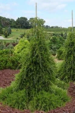 Weeping Virginia Juniper - Juniperus Virginiana 'Pendula' - 1 Gallon Pot -Flowers World Shop Juniper Virginia Weeping 5