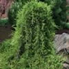 Weeping Virginia Juniper - Juniperus Virginiana 'Pendula' - 1 Gallon Pot -Flowers World Shop Juniper Virginia Weeping 8