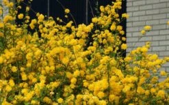 Japanese Marigold Bush - Kerria Japonica 'Pleniflora' - 3 Gallon Pot -Flowers World Shop Kerria 13