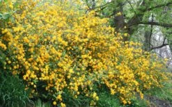 Japanese Marigold Bush - Kerria Japonica 'Pleniflora' - 3 Gallon Pot -Flowers World Shop Kerria 18 2