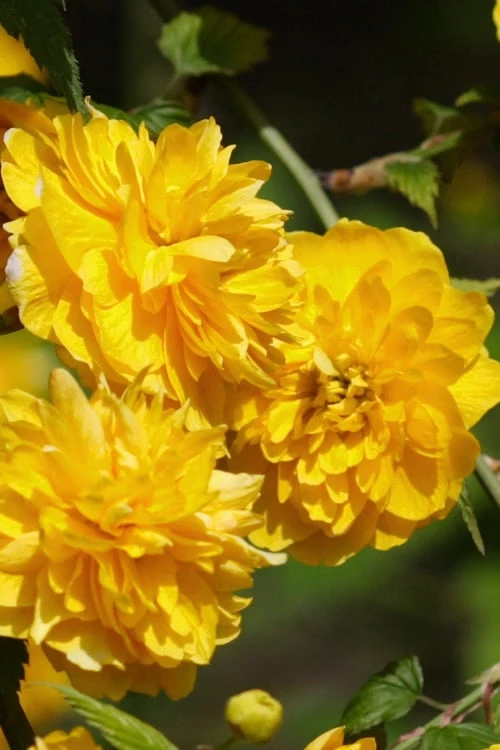 Japanese Marigold Bush - Kerria Japonica 'Pleniflora' - 1 Gallon Pot 11 Japanese Marigold Bush - Kerria Japonica 'Pleniflora' - 1 Gallon Pot - Image 9