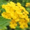 New Gold Hardy Lantana - 1 Gallon Pot 1 New Gold Hardy Lantana - 1 Gallon Pot -Flowers World Shop Lantana New Gold 13