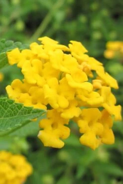 New Gold Hardy Lantana - 1 Gallon Pot