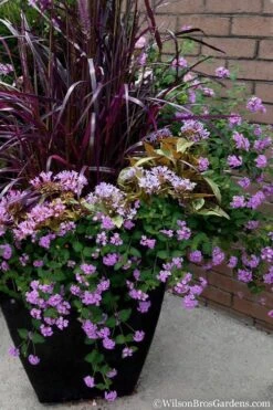 Trailing Lavender Lantana - 1 Gallon Pot -Flowers World Shop Lantana Trailing Lavender 16 1
