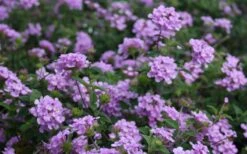 Trailing Lavender Lantana - 1 Gallon Pot -Flowers World Shop Lantana Trailing Lavender 2 1