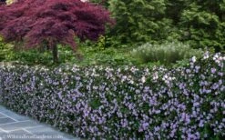 Trailing Lavender Lantana - 5 Pack Of Pint Pots -Flowers World Shop Lantana Trailing Lavender 22