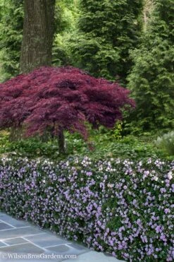 Trailing Lavender Lantana - 5 Pack Of Pint Pots -Flowers World Shop Lantana Trailing Lavender 23