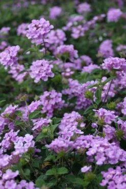 Trailing Lavender Lantana - 5 Pack Of Pint Pots -Flowers World Shop Lantana Trailing Lavender 500x750 1