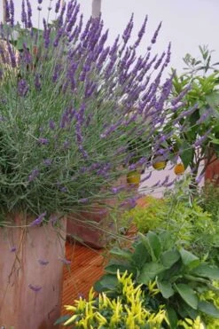 Phenomenal Lavender - 10" Patio Pot -Flowers World Shop Lavender Phenomenal 12