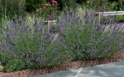 Phenomenal Lavender - 10" Patio Pot -Flowers World Shop Lavender Phenomenal 13