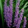 Royal Purple Liriope - Lilyturf - 6 Pack Of 1 Pint Pots 1 Royal Purple Liriope - Lilyturf - 6 Pack Of 1 Pint Pots -Flowers World Shop Liriope Royal Purple 17