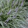 Silvery Sunproof Variegated Liriope - Lilyturf - 10 Pack Of Pint Pots -Flowers World Shop Liriope Silvery Sunproof 13 1