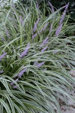 Silvery Sunproof Variegated Liriope - Lilyturf - 10 Pack Of Pint Pots