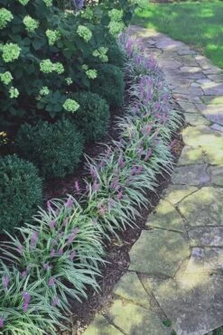 Silvery Sunproof Variegated Liriope - Lilyturf - 6 Pack Of 1 Gallon Pots 9 Silvery Sunproof Variegated Liriope - Lilyturf - 6 Pack Of 1 Gallon Pots -Flowers World Shop Liriope Silvery Sunproof 15