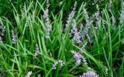 Creeping Lilyturf - Liriope Spicata - 10 Pack Of Pint Pots 10 Creeping Lilyturf - Liriope Spicata - 10 Pack Of Pint Pots -Flowers World Shop Liriope Spicata 50 1