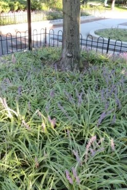 Variegated Liriope - Monkey Grass / Lilyturf - 10 Pack Of Pint Pots -Flowers World Shop Liriope Variegata 6 2