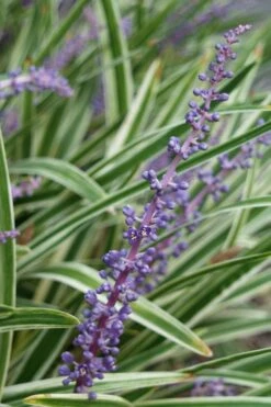 Variegated Liriope (Monkey Grass / Lilyturf) - 6 Pack Of 1 Gallon Pots -Flowers World Shop Liriope Variegata 7 1