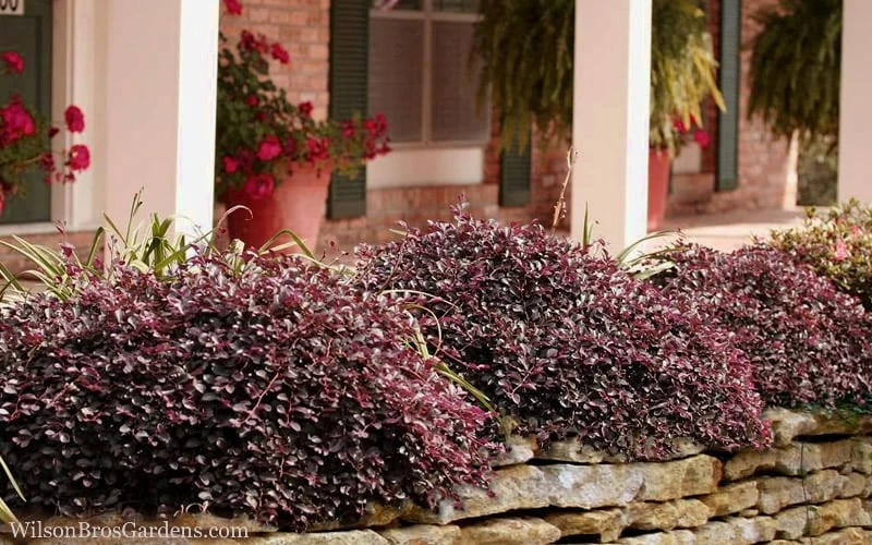 Purple Pixie Loropetalum - 2.5 Quart Pot 6 Purple Pixie Loropetalum - 2.5 Quart Pot - Image 4