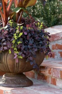 Purple Pixie Loropetalum - 2.5 Quart Pot 15 Purple Pixie Loropetalum - 2.5 Quart Pot -Flowers World Shop Loropetalum Purple Pixie 104