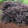 Purple Pixie Loropetalum - 2.5 Quart Pot