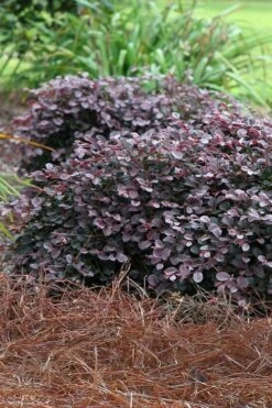 Purple Pixie Loropetalum - 2.5 Quart Pot