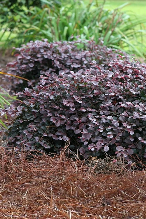 Purple Pixie Loropetalum - 2.5 Quart Pot 3 Purple Pixie Loropetalum - 2.5 Quart Pot