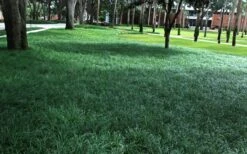 Tall Mondo Grass - 6 Pack Of 1 Gallon Pots - ON SALE! -Flowers World Shop Mondo Grass 21