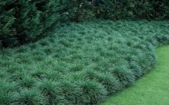 Tall Mondo Grass - 10 Count Flat Of Pint Pots 13 Tall Mondo Grass - 10 Count Flat Of Pint Pots -Flowers World Shop Mondo Grass 50