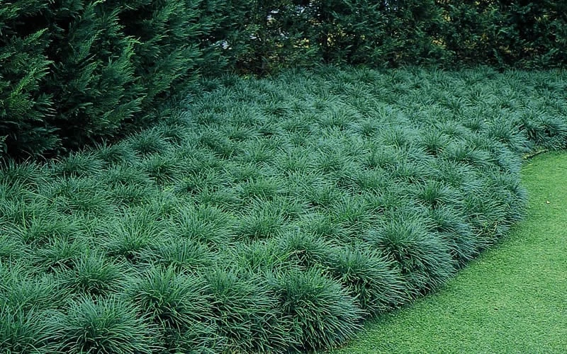 Tall Mondo Grass - 10 Count Flat Of Pint Pots 8 Tall Mondo Grass - 10 Count Flat Of Pint Pots - Image 6