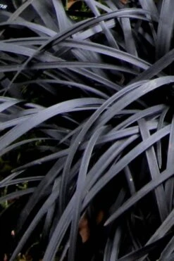 Black Mondo Grass - Ophiopogon Planiscapus 'Nigrescens' - 10 Pack Of Pint Pots -Flowers World Shop Mondo Grass Black 10 1