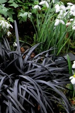 Black Mondo Grass - Ophiopogon Planiscapus 'Nigrescens' - 10 Pack Of Pint Pots -Flowers World Shop Mondo Grass Black 11 1
