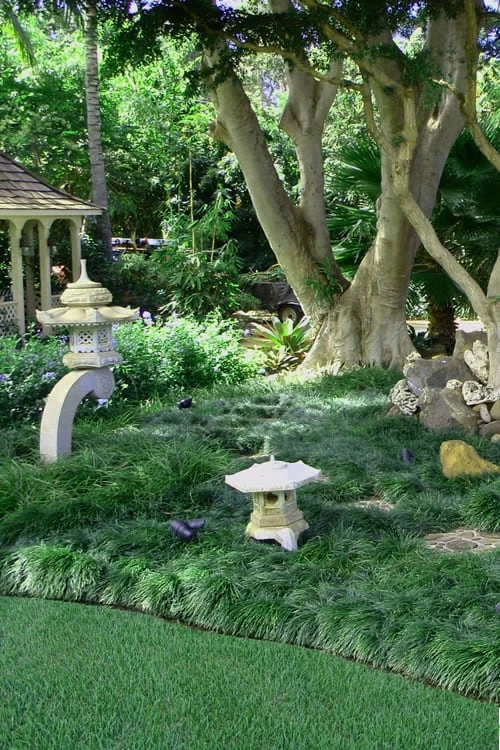 Tall Mondo Grass - 10 Count Flat Of Pint Pots 6 Tall Mondo Grass - 10 Count Flat Of Pint Pots - Image 4