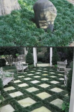 Dwarf Mondo Grass - 72 Pack Of 3.5" Pint Pots -Flowers World Shop Mondo Grass Dwarf Rev 500x750 2