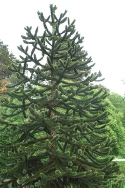 Monkey Puzzle Tree (Araucaria Auracana) - 1 Gallon Pot (8-10") -Flowers World Shop Monkey Puzzle Tree 2