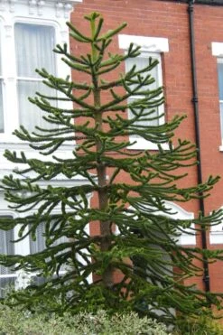 Monkey Puzzle Tree - Araucaria Auracana - 2.5 Quart Pot -Flowers World Shop Monkey Puzzle Tree 3 1