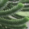 Monkey Puzzle Tree (Araucaria Auracana) - 1 Gallon Pot (8-10") -Flowers World Shop Monkey Puzzle Tree 4