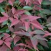 Flirt Dwarf Nandina - 2 Gallon Pot -Flowers World Shop Nandina Flirt 10