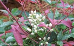 Flirt Dwarf Nandina - 2 Gallon Pot 12 Flirt Dwarf Nandina - 2 Gallon Pot -Flowers World Shop Nandina Flirt 12
