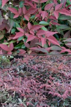 Flirt Dwarf Nandina - 2 Gallon Pot 13 Flirt Dwarf Nandina - 2 Gallon Pot -Flowers World Shop Nandina Flirt 500x750 1