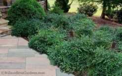 Harbor Belle Dwarf Nandina - 3 Gallon Pot 11 Harbor Belle Dwarf Nandina - 3 Gallon Pot -Flowers World Shop Nandina Harbor Belle 11