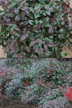 Harbor Belle Dwarf Nandina - 3 Gallon Pot 12 Harbor Belle Dwarf Nandina - 3 Gallon Pot -Flowers World Shop Nandina Harbor Belle 500x750 1
