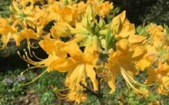 Admiral Semmes Native Azalea - Rhododendron - 3 Gallon Pot -Flowers World Shop Native Azalea Admiral Semmes 10