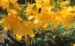 Admiral Semmes Native Azalea - Rhododendron - 3 Gallon Pot -Flowers World Shop Native Azalea Admiral Semmes 12