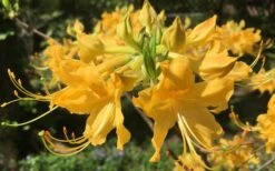 Admiral Semmes Native Azalea - Rhododendron - 3 Gallon Pot -Flowers World Shop Native Azalea Admiral Semmes 13