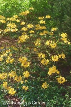 Admiral Semmes Native Azalea - Rhododendron - 3 Gallon Pot -Flowers World Shop Native Azalea Admiral Semmes 22 500x750 1