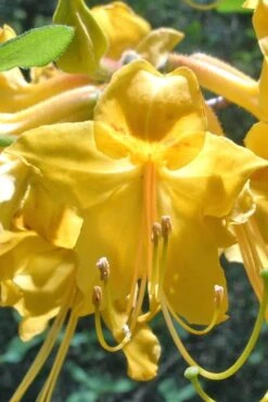 Admiral Semmes Native Azalea - Rhododendron - 3 Gallon Pot -Flowers World Shop Native Azalea Admiral Semmes 500x750 1