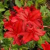 Augies Red Aromi Azalea (Rhododendron Hybrid) - 3 Gallon Pot -Flowers World Shop Native Azalea Augies Red 3