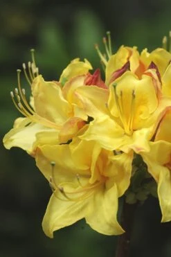 Canary Isles Aromi Azalea (Rhododendron Hybrid) - 3 Gallon Pot -Flowers World Shop Native Azalea Canary Isles 4