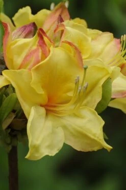 Canary Isles Aromi Azalea (Rhododendron Hybrid) - 3 Gallon Pot -Flowers World Shop Native Azalea Canary Isles 5
