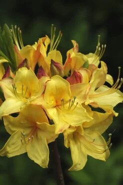 Canary Isles Aromi Azalea (Rhododendron Hybrid) - 3 Gallon Pot -Flowers World Shop Native Azalea Canary Isles 7